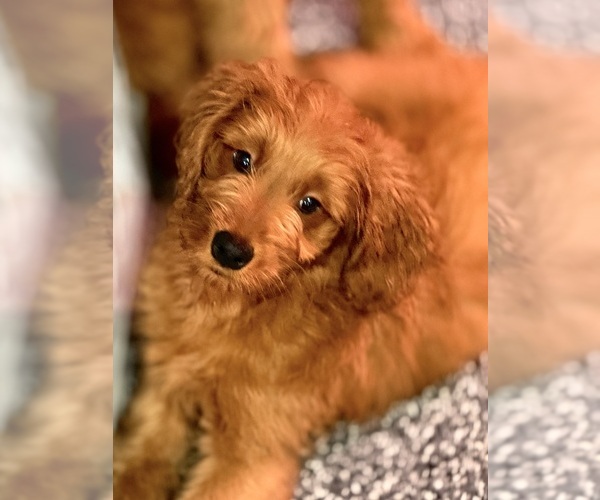Medium Photo #4 Goldendoodle Puppy For Sale in SACRAMENTO, CA, USA