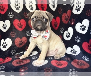 Pug Puppy for sale in LAKELAND, FL, USA