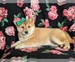 Small Photo #4 Shiba Inu Puppy For Sale in ATGLEN, PA, USA