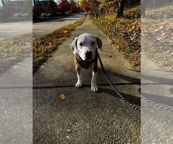 Medium Photo #4 American Pit Bull Terrier-Unknown Mix Puppy For Sale in pomfret, CT, USA