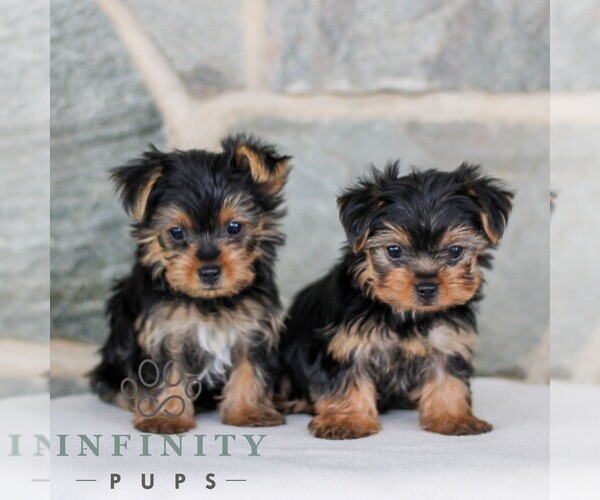 Medium Photo #3 Yorkshire Terrier Puppy For Sale in LITITZ, PA, USA