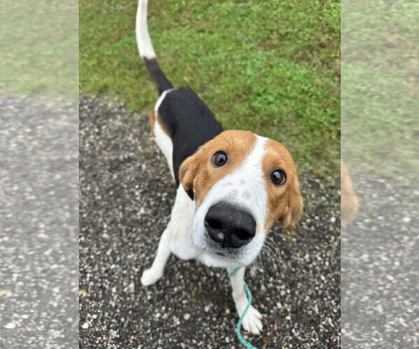 Medium Photo #3 American Foxhound-Unknown Mix Puppy For Sale in Williamsburg, IA, USA