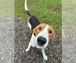 Small Photo #3 American Foxhound-Unknown Mix Puppy For Sale in Williamsburg, IA, USA