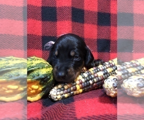 Medium Photo #14 Doberman Pinscher Puppy For Sale in WESTON, WI, USA