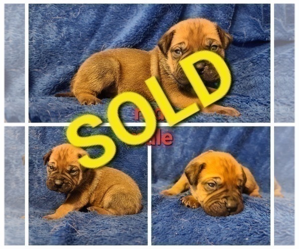 Medium Photo #4 Bullmastiff Puppy For Sale in GRAND DETOUR, IL, USA