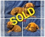 Small Photo #4 Bullmastiff Puppy For Sale in GRAND DETOUR, IL, USA