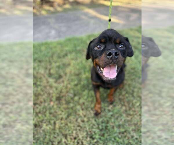Medium Photo #15 Rottweiler-Unknown Mix Puppy For Sale in New York, NY, USA