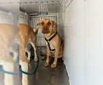 Small Chinese Shar-Pei Mix