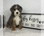 Small #1 Bernedoodle (Miniature)