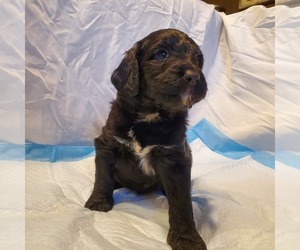 Labradoodle Puppy for sale in EL PASO, TX, USA