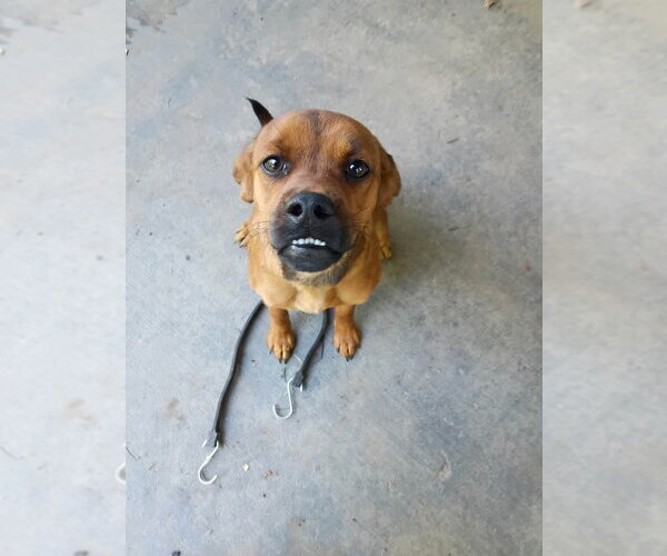 Medium Photo #3 Puggle Puppy For Sale in Aurora, IN, USA