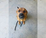 Small #2 Puggle