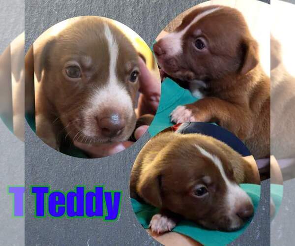 Medium Photo #13 American Pit Bull Terrier-Huskies  Mix Puppy For Sale in The Woodlands, TX, USA