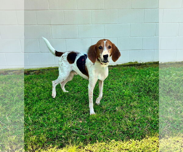 Medium Photo #3 Treeing Walker Coonhound-Unknown Mix Puppy For Sale in Sanderson, FL, USA