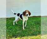 Small #2 Treeing Walker Coonhound Mix