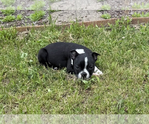 Medium Photo #10 Boston Terrier Puppy For Sale in ATHENS, WI, USA