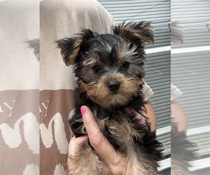 Morkie Puppy for sale in VIRGINIA BEACH, VA, USA