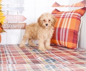 Cocker Spaniel-Poodle (Miniature) Mix Puppy for sale in BEL AIR, MD, USA