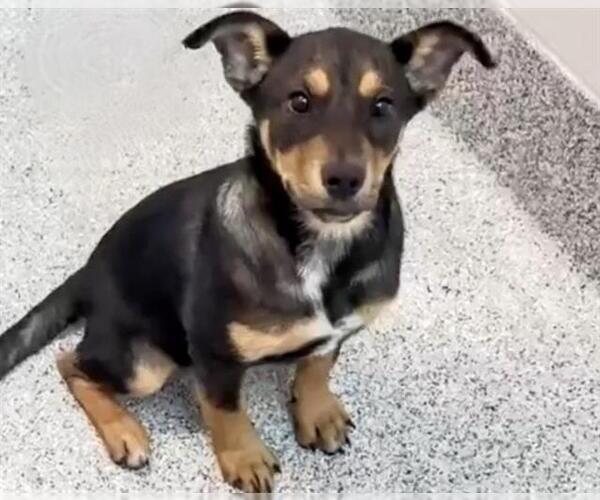 Medium Photo #2 Labrador Retriever-Unknown Mix Puppy For Sale in Houston, TX, USA