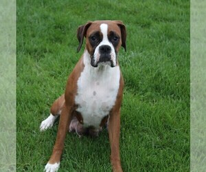 Mother of the Boxer puppies born on 02/13/2026