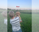 Small #1 Golden Retriever