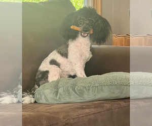 Father of the Maltipoo (Miniature) puppies born on 03/18/2026