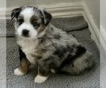 Small #1 Miniature Australian Shepherd