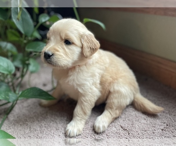 Medium Photo #2 Golden Retriever Puppy For Sale in FORDLAND, MO, USA