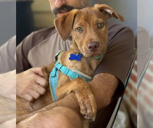 Gus - Male Mutt Dog for Adoption - Photo #4