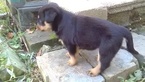 Small Photo #8 Rottweiler Puppy For Sale in ADEL, IN, USA