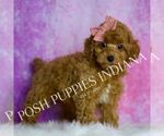 Small Photo #46 Poodle (Miniature) Puppy For Sale in WARSAW, IN, USA