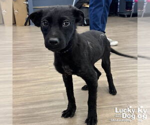 Pomeranian-Unknown Mix Dogs for adoption in Washington, DC, USA