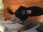 Small Photo #1 Poodle (Standard) Puppy For Sale in WYNNE, AR, USA
