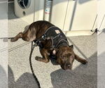 Small #3 Staffordshire Bull Terrier