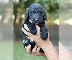 Small Photo #6 Bernedoodle-Bernese Mountain Dog Mix Puppy For Sale in PILOT POINT, TX, USA