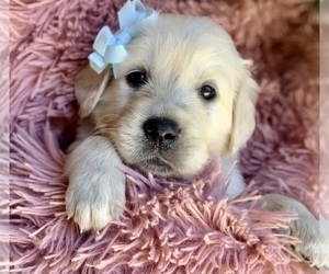 English Cream Golden Retriever Puppy for sale in VALLEJO, CA, USA