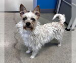 Small #1 Cairn Terrier