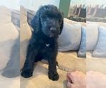 Puppy 1 Bernedoodle-Schnoodle (Giant) Mix