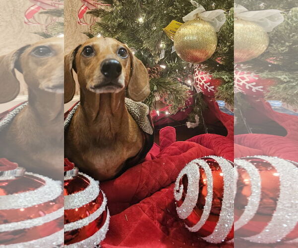 Medium Photo #7 Dachshund Puppy For Sale in Fruitland, SC, USA