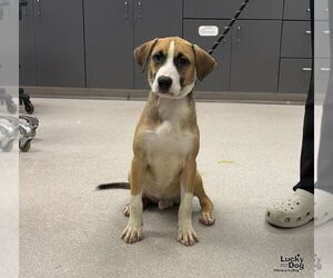 Shiloh - Male Labrador Retriever-Unknown Mix Dog for Adoption - Photo #3