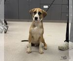Small Photo #3 Labrador Retriever-Unknown Mix Puppy For Sale in Washington, DC, USA