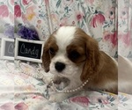 Small #1 Cavalier King Charles Spaniel