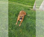 Small Photo #6 Boxer-Staffordshire Bull Terrier Mix Puppy For Sale in San Bernardino , CA, USA