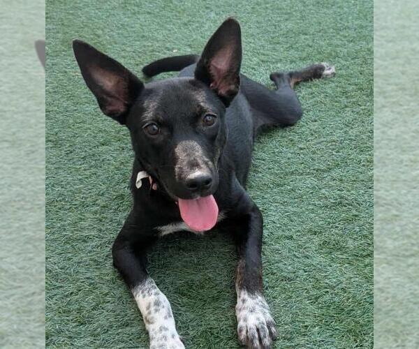 Medium Photo #6 Mutt Puppy For Sale in Rockwall, TX, USA