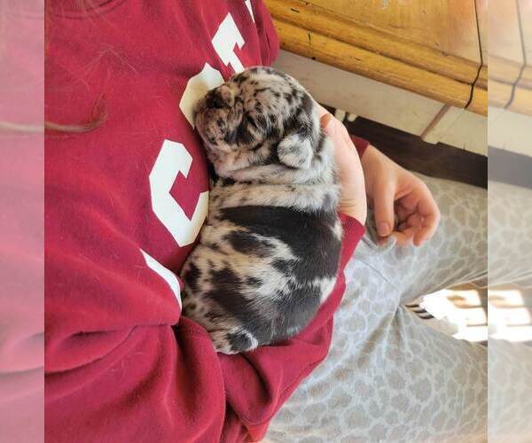 Medium Photo #6 French Bulldog Puppy For Sale in WENTZVILLE, MO, USA