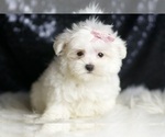 Small #5 Maltese