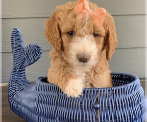 Goldendoodle-Poodle (Standard) Mix Puppy for sale in FLAT ROCK, NC, USA