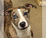 Small #11 Catahoula Leopard Dog Mix