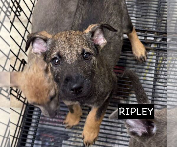 Medium Photo #3 Mutt Puppy For Sale in GILBERTS, IL, USA