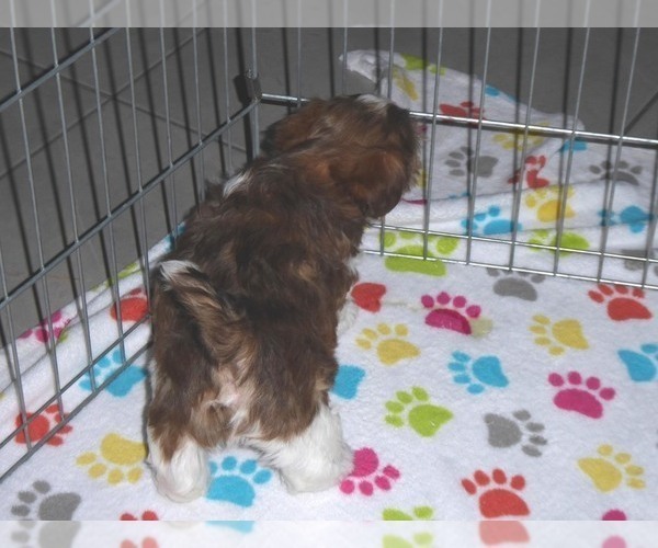 Medium Photo #6 Shorkie Tzu Puppy For Sale in ORO VALLEY, AZ, USA